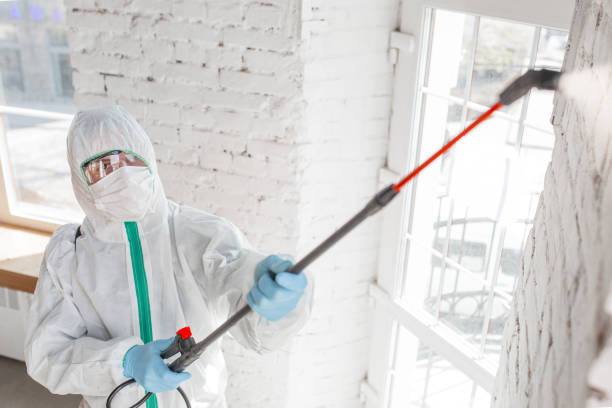 Trusted South Corning, NY Mold Removal Experts