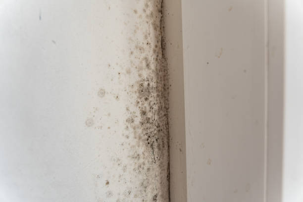 Environmental Consulting for Mold Prevention in South Corning, NY